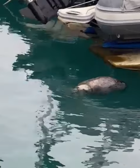 Una foca gris aparece en el puerto de Campomanes. ( Altea )