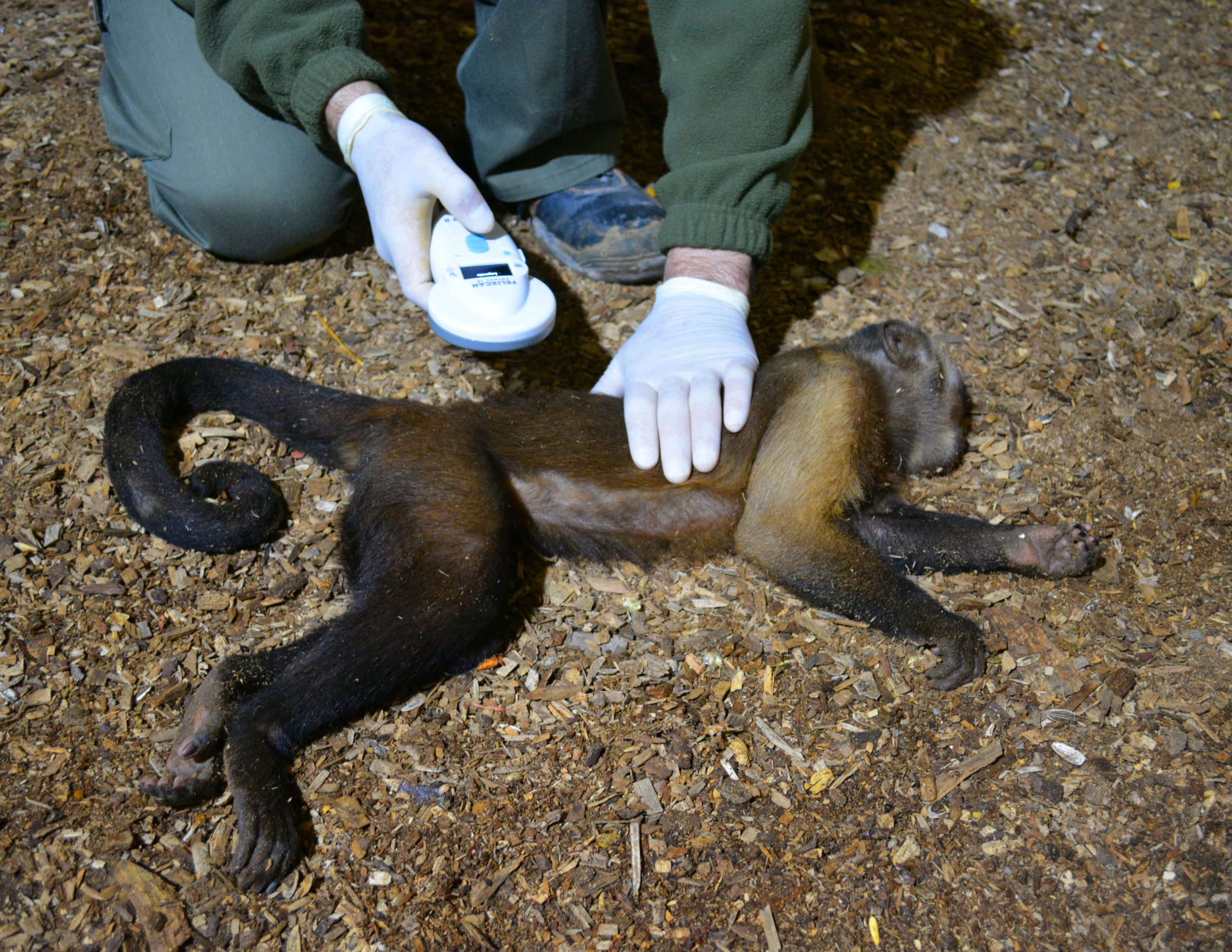 Revisión veterinaria a tres monos capuchinos en Terra Natura
