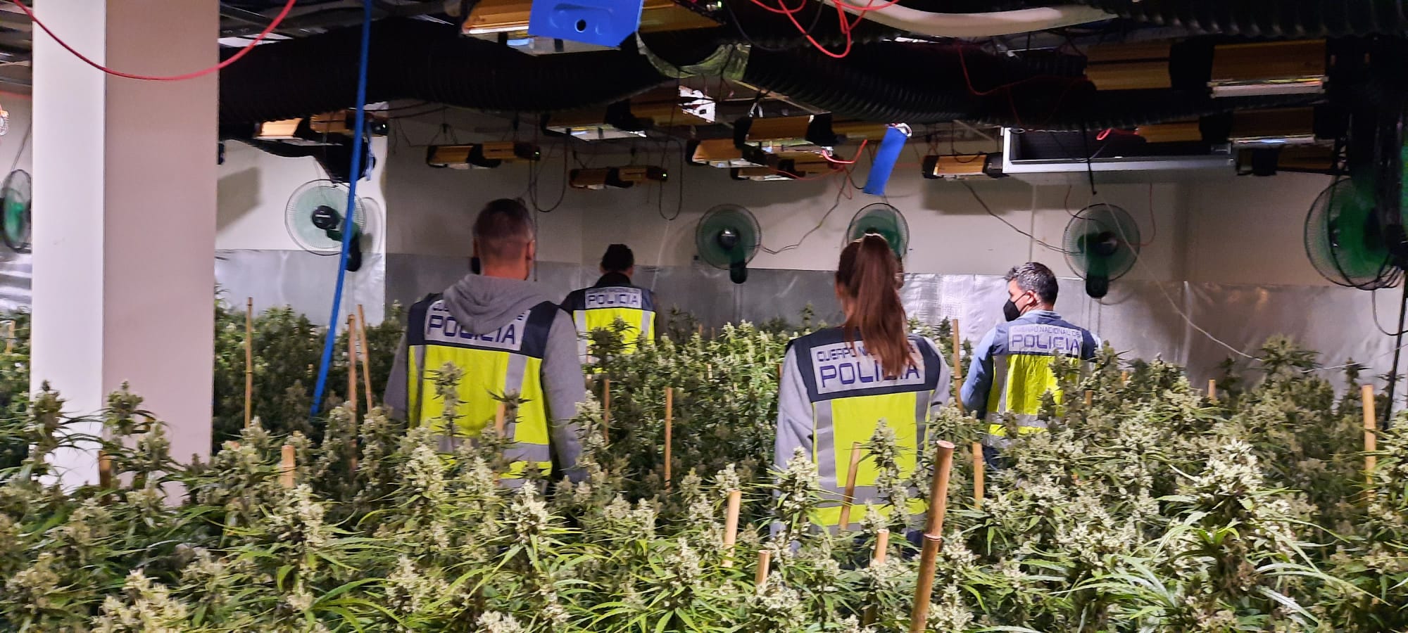 La Policía Nacional finaliza el estado de alarma con 150 operaciones contra el cultivo de marihuana, 291 detenidos e incauta más de 4 toneladas y cerca de 26.000 plantas en Alicante
