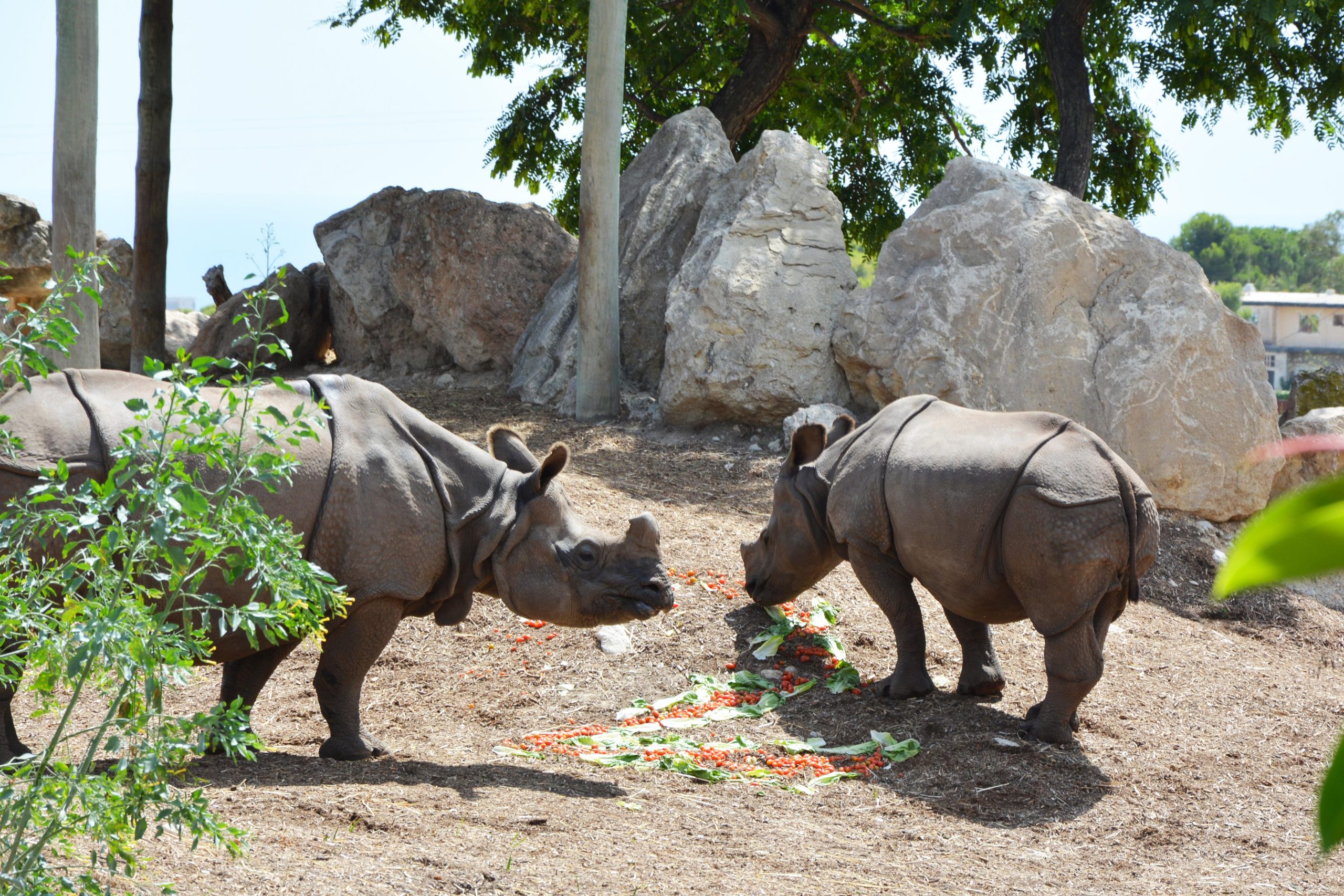 La pequeña rinoceronte Duna celebra su segundo cumpleaños en Terra Natura