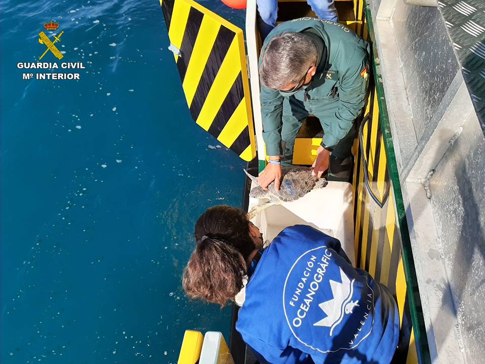 La Guardia Civil junto a la Fundación Oceanogràfic devuelven dos tortugas boba al mar