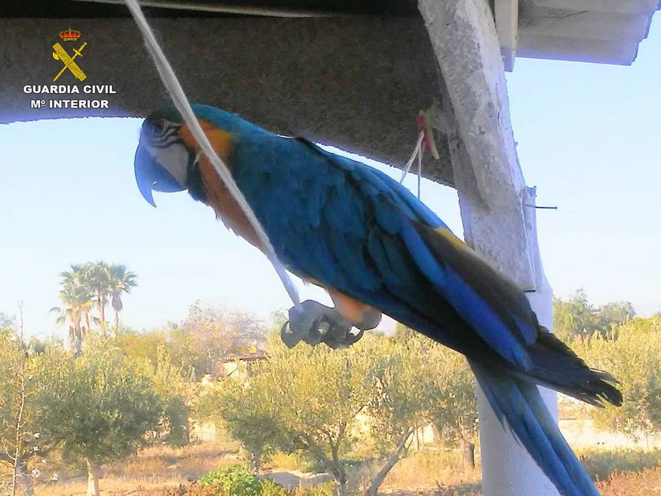 La Guardia Civil interviene un ave exótica en un chalet de El Campello