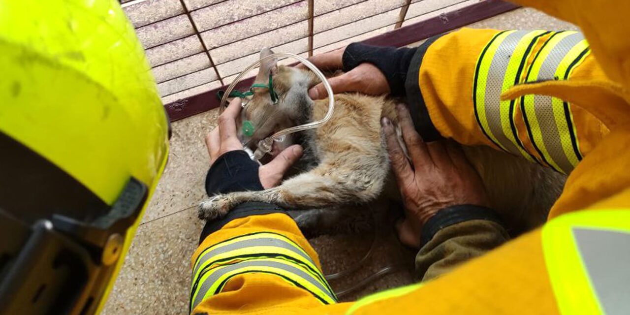Rescate gatuno en un incendio en un edificio de gran altura de Benidorm