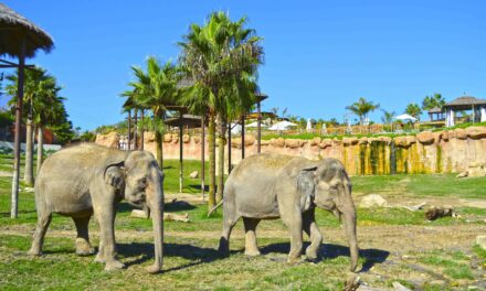 Terra Natura participa en un estudio internacional sobre la dentición de los elefantes