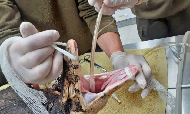 Los veterinarios de Terra Natura intervienen a un varano para tratar una herida