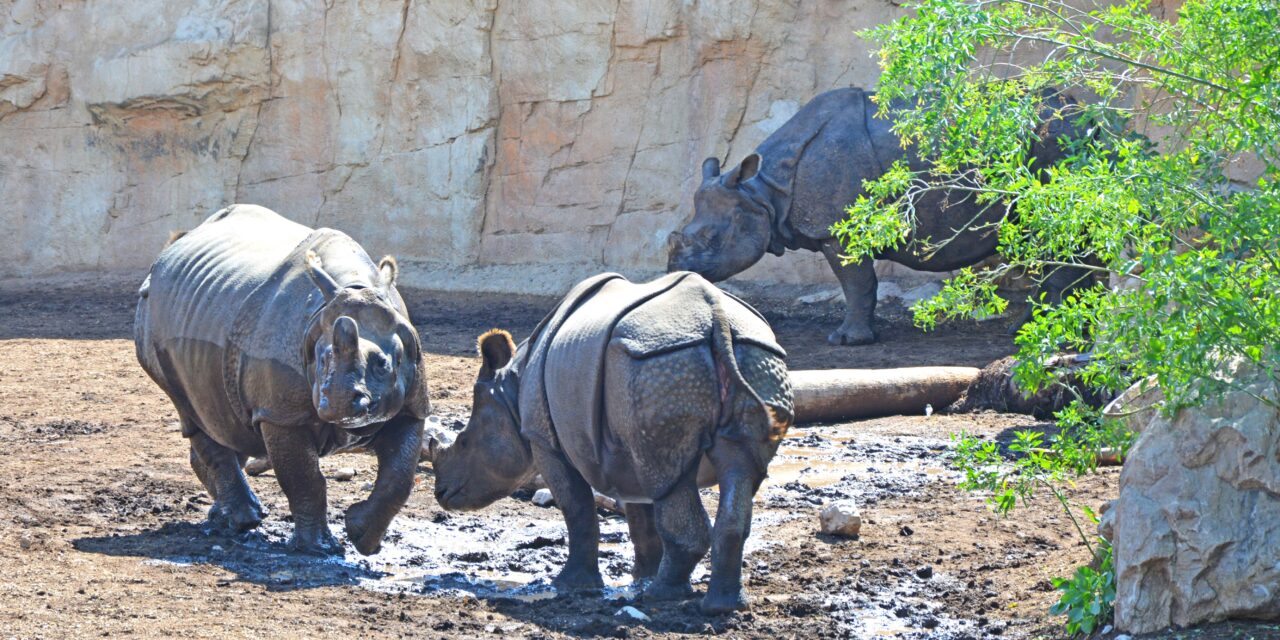 Terra Natura alerta de la presión de la caza furtiva en las poblaciones de rinocerontes