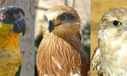 Terra Natura amplía su demostración de aves rapaces con tres nuevos ejemplares