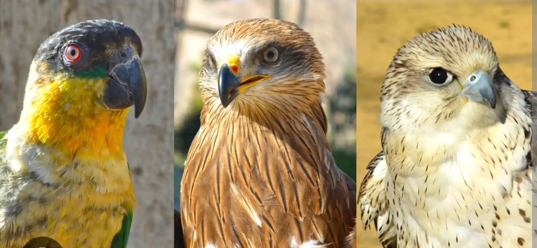 Terra Natura amplía su demostración de aves rapaces con tres nuevos ejemplares