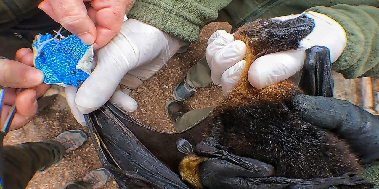 Los veterinarios de Terra Natura  atienden con éxito a hembra de zorro volador