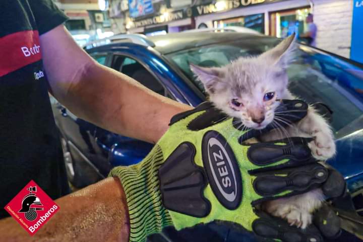 Imagen gato rescatado por Consorcio de Bomberos de Alicante del interior de un motor 