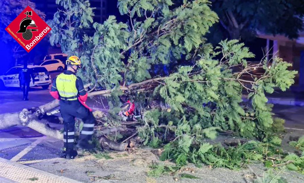 Cae un árbol en Benidorm al parecer por las fuertes rachas de aire 1