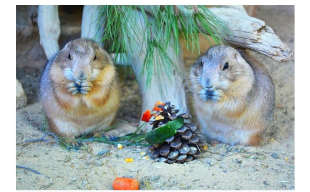 Terra Natura da la bienvenida a la Navidad con actividades en el puente de diciembre 1