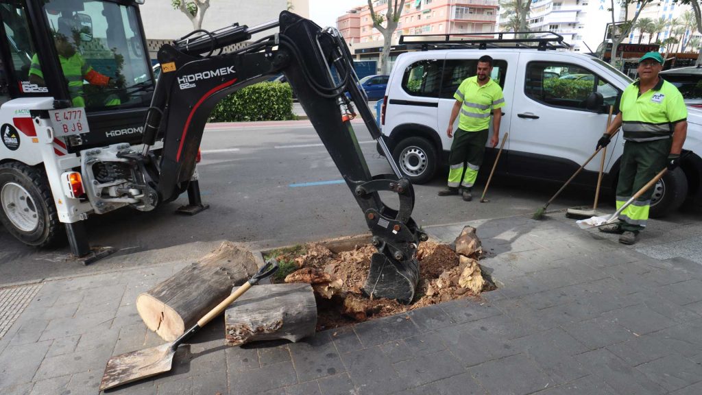 Benidorm replanta cerca de 400 árboles dañados por enfermedades o vandalismo 0
