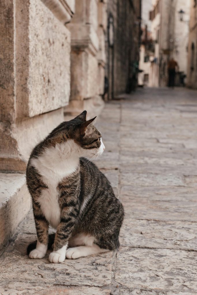 En 2024 se recogieron más de 292.000 perros y gatos, la cifra más alta de los últimos 5 años 0