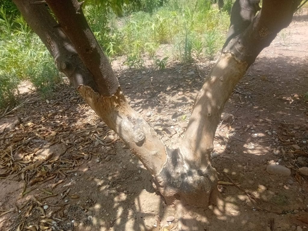 LA UNIÓ reclama a la Generalitat ayudas para limpiar parcelas abandonadas y reducir la sobrepoblación de fauna en el campo valenciano   2