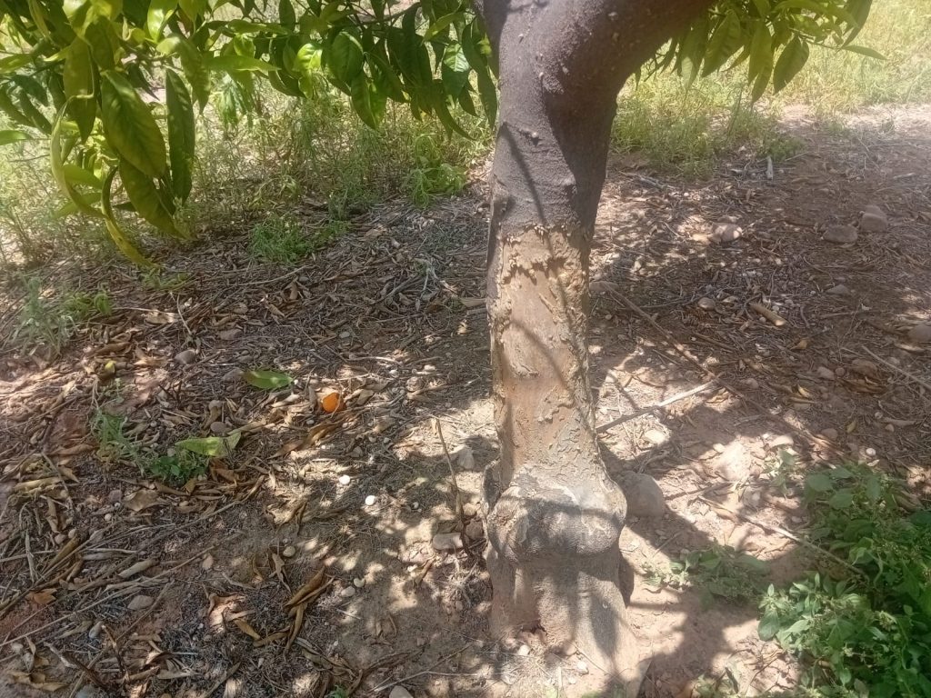 LA UNIÓ reclama a la Generalitat ayudas para limpiar parcelas abandonadas y reducir la sobrepoblación de fauna en el campo valenciano  