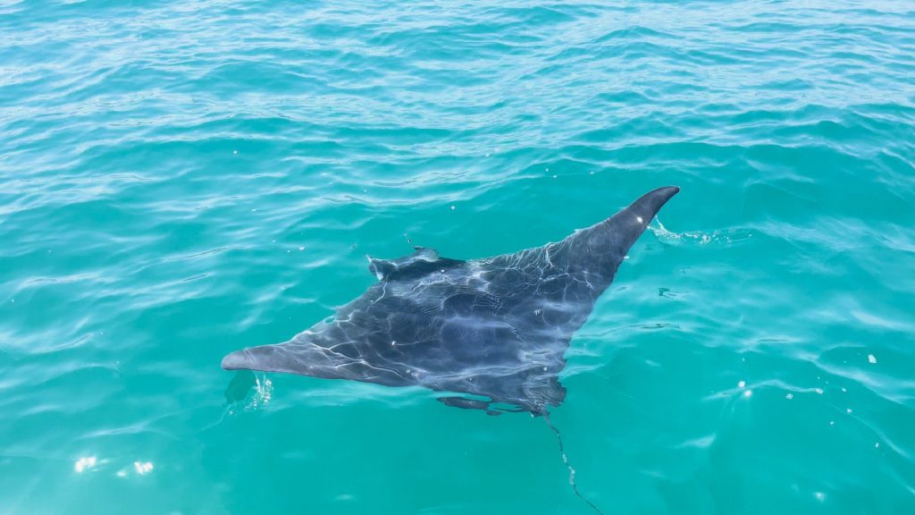 Investigan el aumento inusual de varamientos de mantas en playas españolas de la costa mediterránea. 0