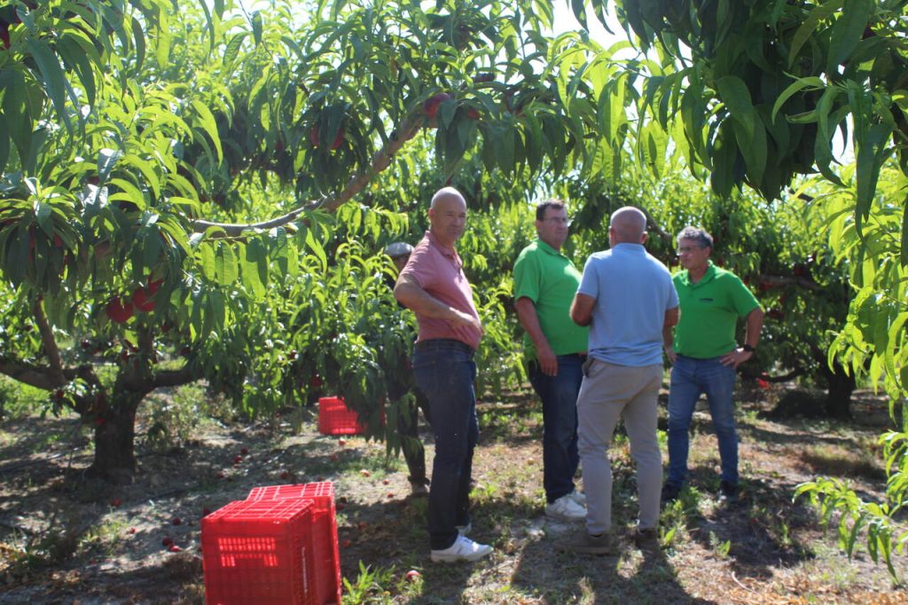 LA UNIÓ denuncia que el precio de la fruta de verano se cuadriplica del campo a los lineales de la distribución 0