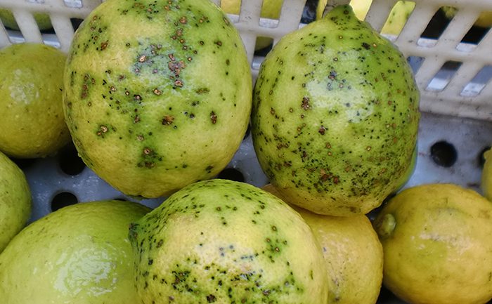 LA UNIÓ denuncia que Sudáfrica pone en riesgo continuo la citricultura valenciana con nuevas detecciones de Mancha Negra 0