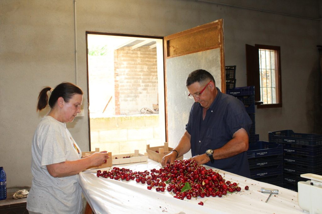 LA UNIÓ prevé unas pérdidas por las lluvias de más de 3 millones en la campaña de la cereza 0