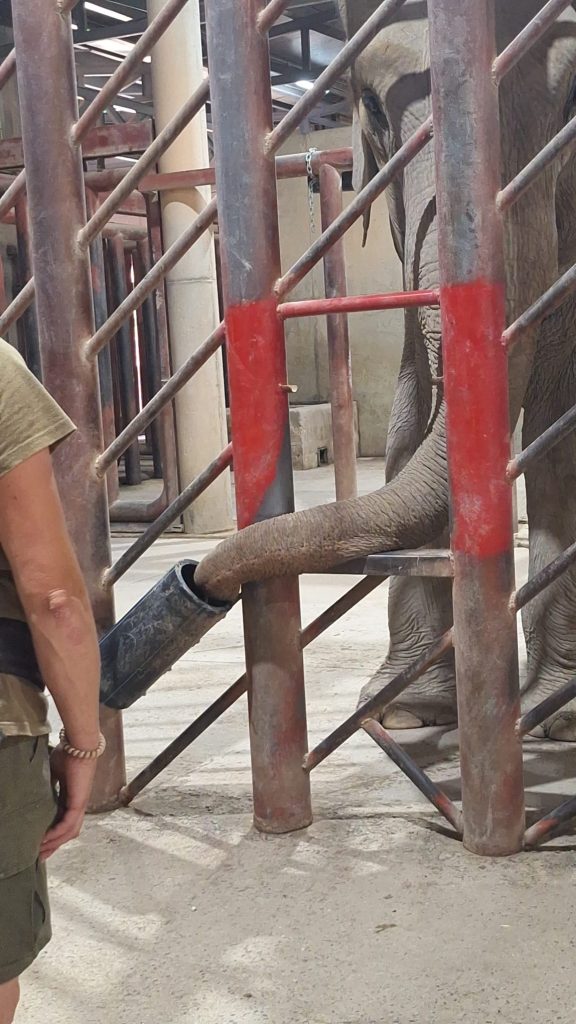 Terra Natura Benidorm implanta técnicas de entrenamiento cooperativo pioneras con sus elefantas 0