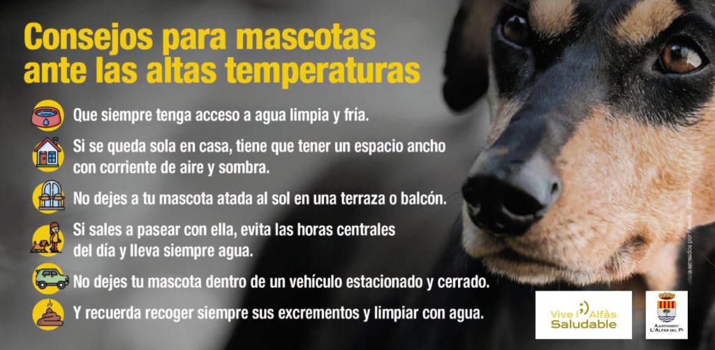 Consejos para salvaguardar a las mascotas de las altas temperaturas 0