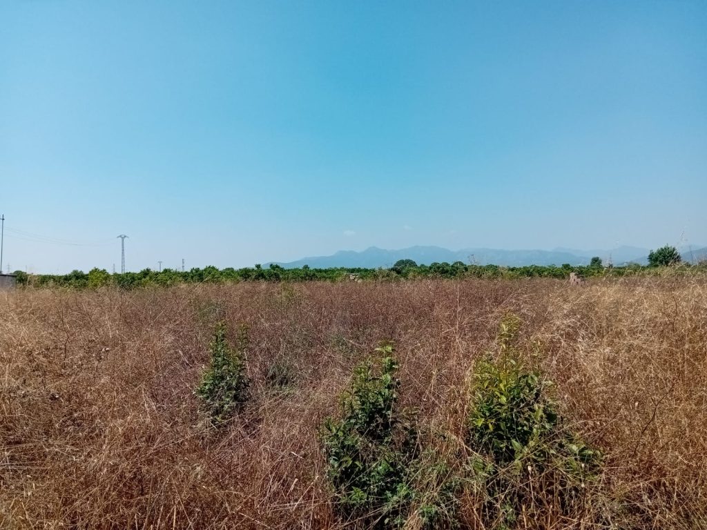 La UNIÓ solicita que se limpien las parcelas abandonadas 0
