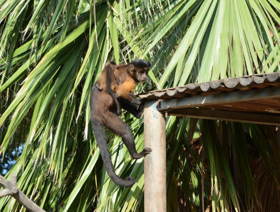 La manada de monos capuchinos de Terra Natura alcanza los 11 ejemplares con un nuevo nacimiento 2