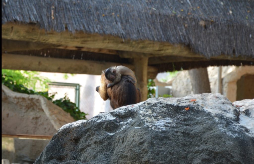 La manada de monos capuchinos de Terra Natura alcanza los 11 ejemplares con un nuevo nacimiento 0