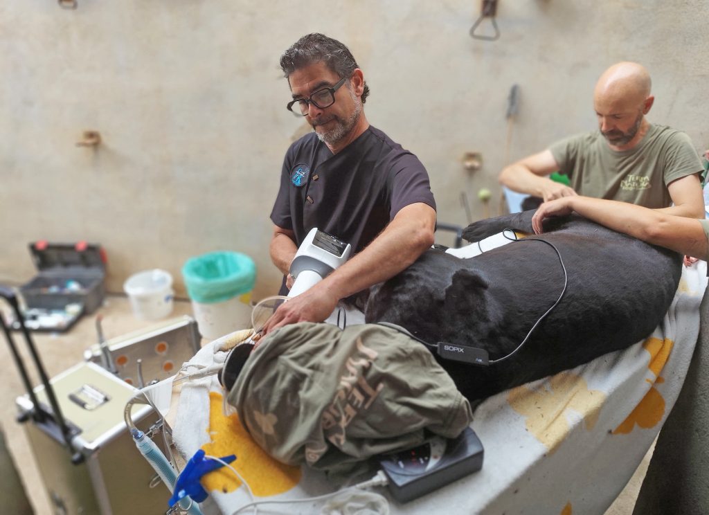 Operan con éxito a un jaguar en Terra Natura Benidorm 2