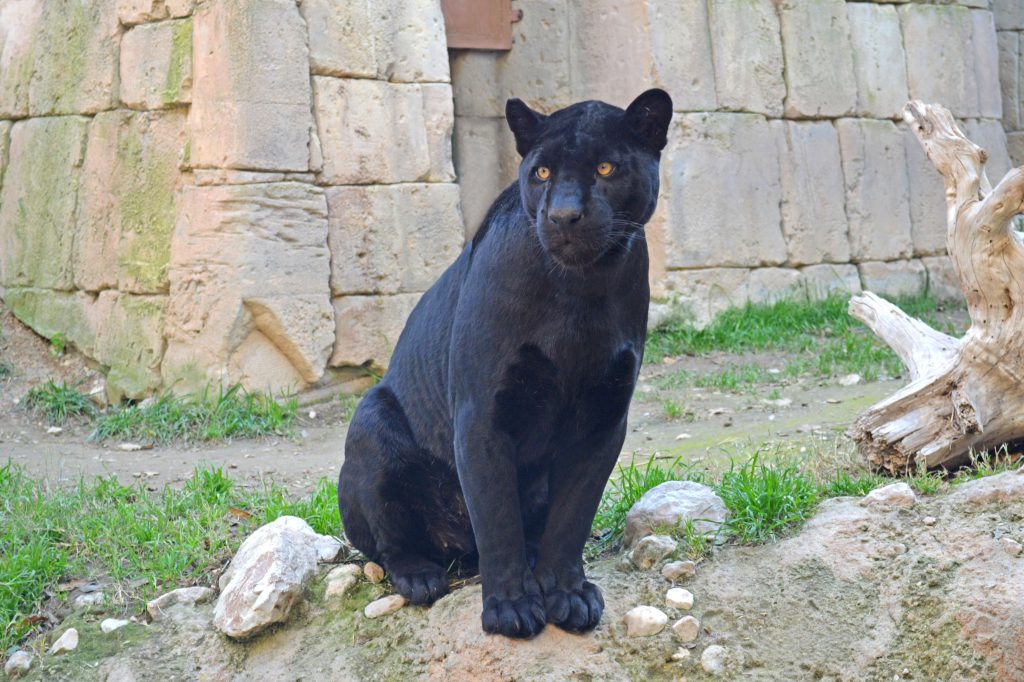 Operan con éxito a un jaguar en Terra Natura Benidorm 0