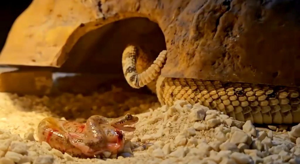 Nacen siete crías de serpiente cascabel cornuda del desierto en Terra Natura Benidorm 0