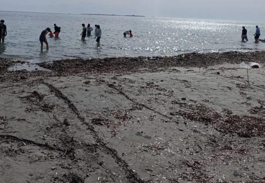 La Generalitat permite la retirada ‘excepcional’ de arribazones de posidonia para garantizar la seguridad y salud en las playas 0