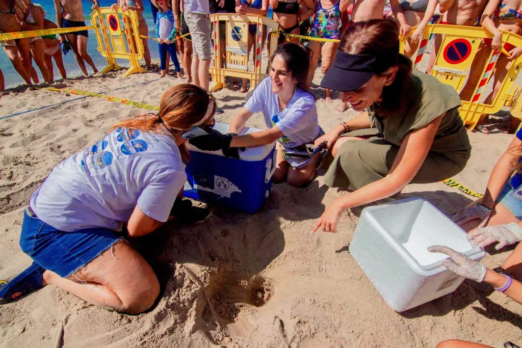 El 7 de agosto Benidorm  día de «La Tortuga Boba» por los casos inauditos de este año y el pasado 2024 0