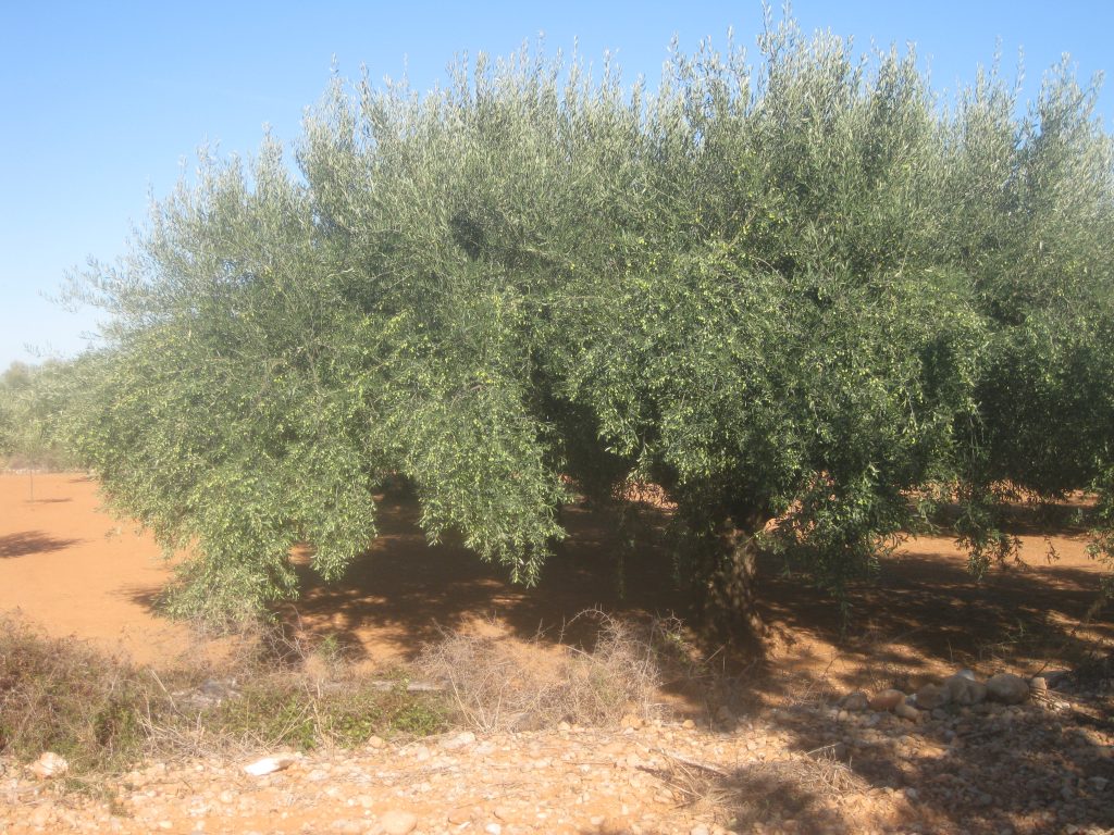 LA UNIÓ denuncia l’abandó de més de 6.000 hectàrees d’olivar en la Comunitat Valenciana en els últims cinc anys 0