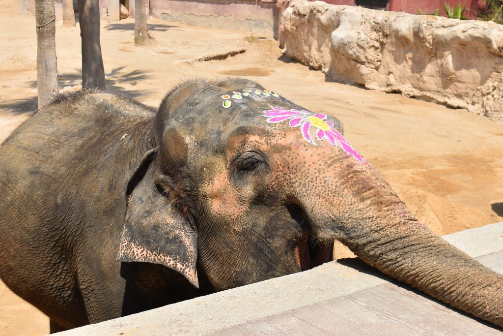 4.000 personas arropan a la elefanta Petita en su 53º cumpleaños en Terra Natura Benidorm 0