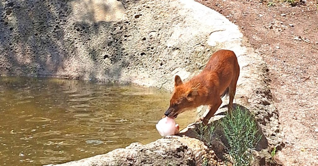 Helados con frutas, verduras, carne o pescado: la receta de Terra Natura Benidorm contra el calor en el reino animal 0