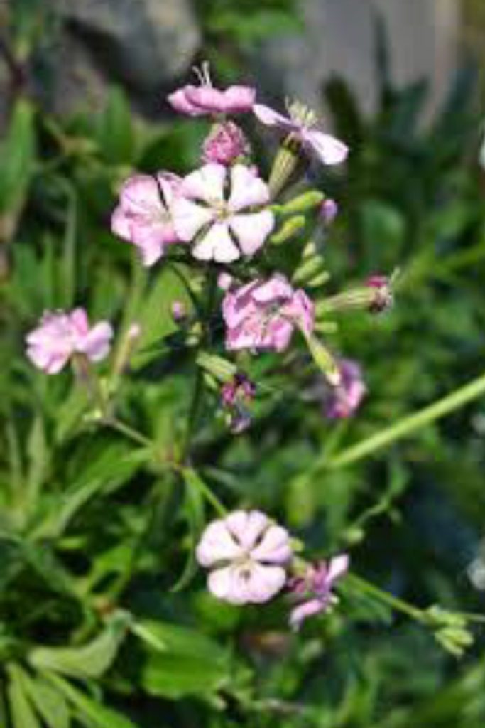 La Generalitat salva de la extinción a la Silene de Ifac gracias al plan de recuperación de esta especie protegida 0