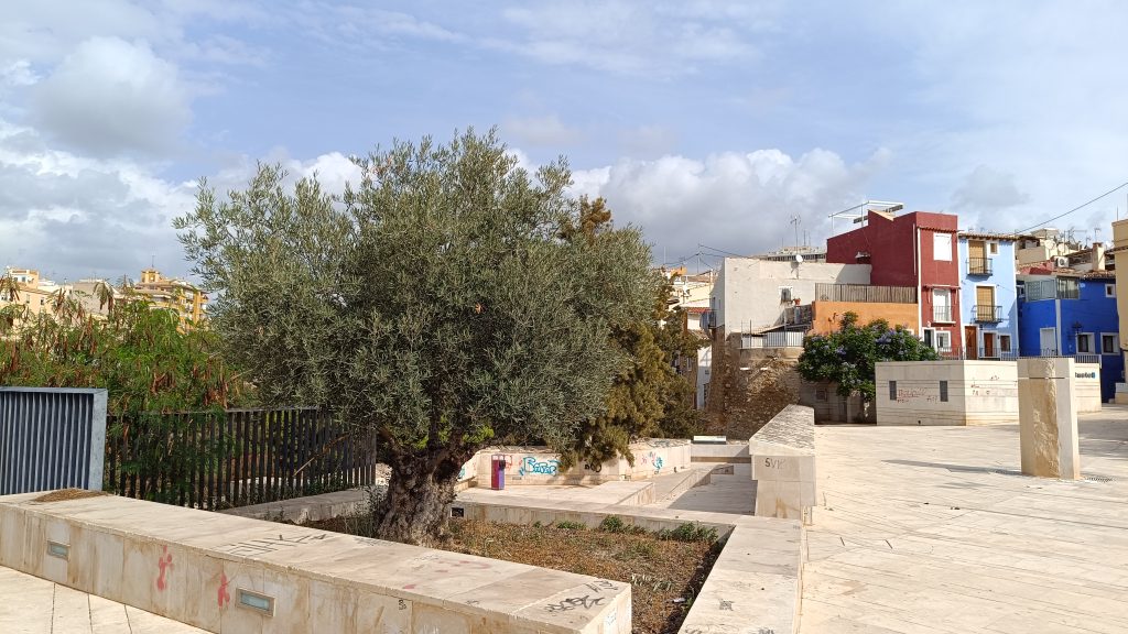 El Ayuntamiento de Villajoyosa invita a los vecinos a recoger las aceitunas de los espacios públicos de la localidad 0