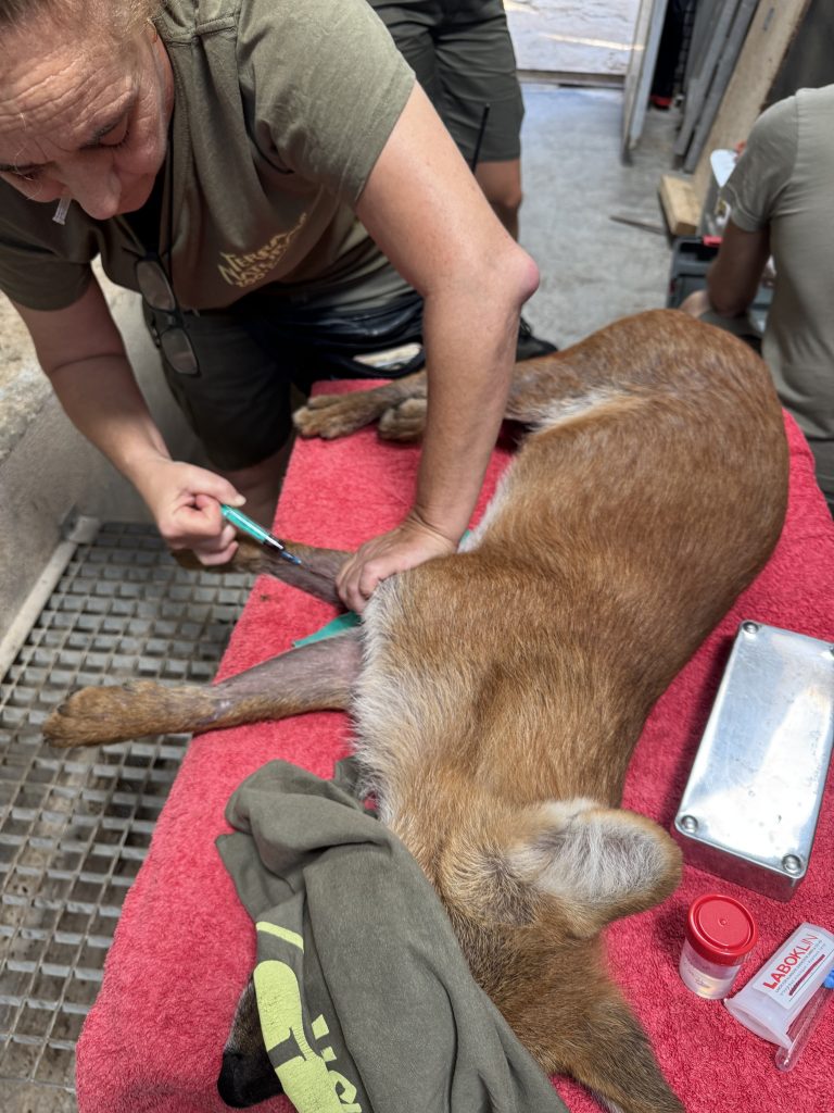 Terra Natura Benidorm aplica por primera vez anestesia cooperativa a un dhole mediante entrenamiento voluntario 0