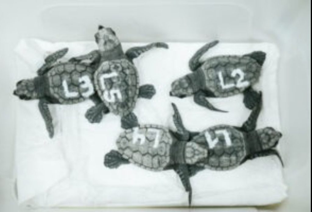 La playa de El Campello registra el nacimiento de 72 tortugas marinas 0