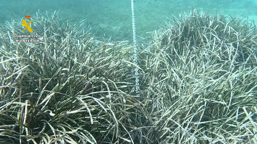 La Guardia Civil realiza varias actas a embarcaciones por fondear en praderas de posidonia en la bahía de Jávea 0