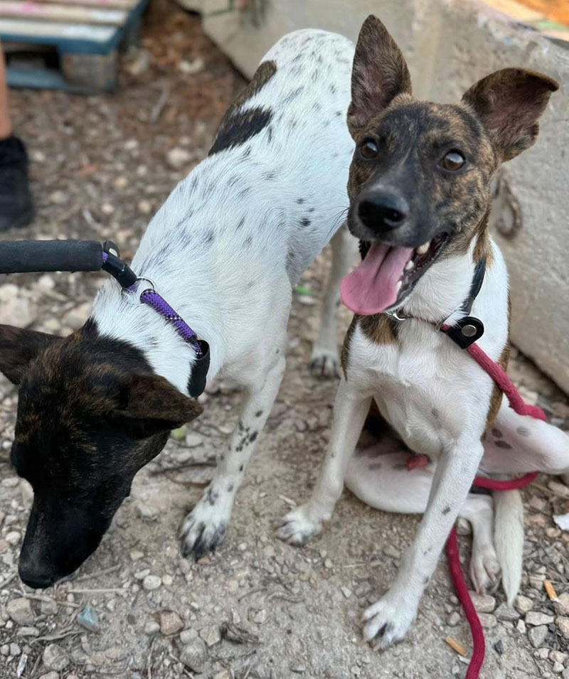 Bienestar Animal recuerda la importancia de la adopción responsable en el Día Mundial del Perro Adoptado 0