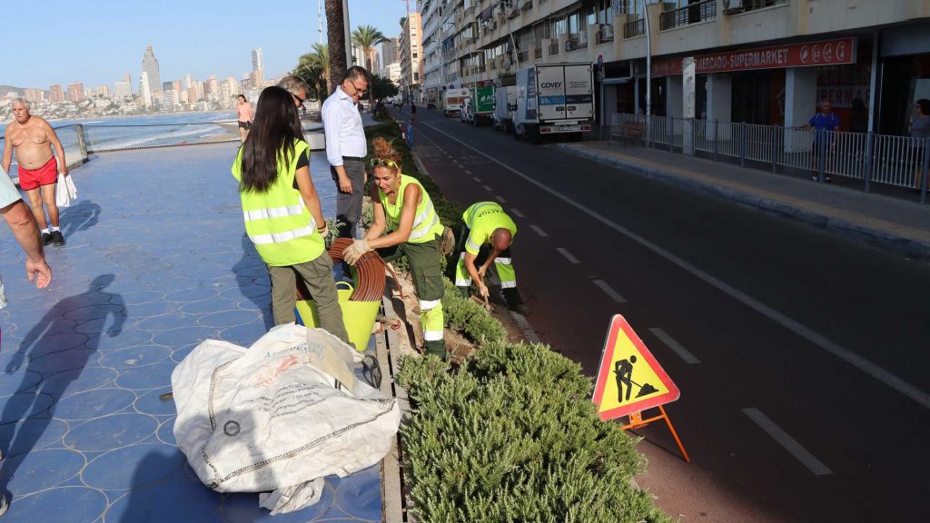 Benidorm mejora la ornamentación de cementerios y jardineras con la colocación de más de 12.000 plantas   0