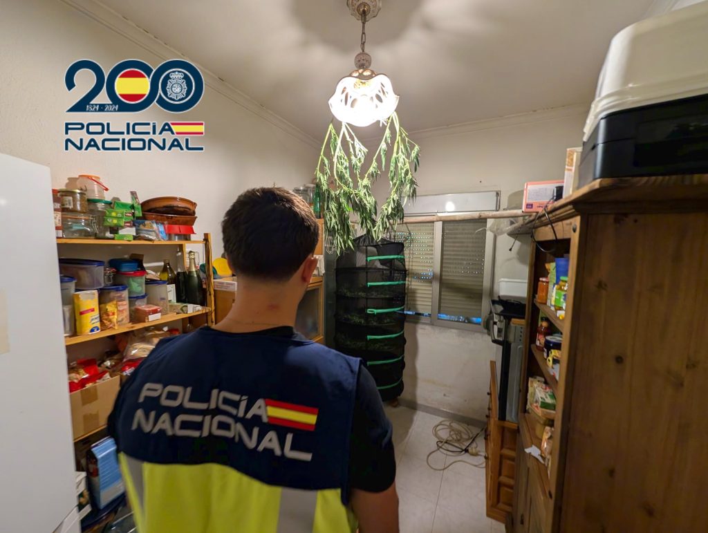 La Policía Nacional desmantela una plantación de marihuana con plantas de más de un metro de altura 0