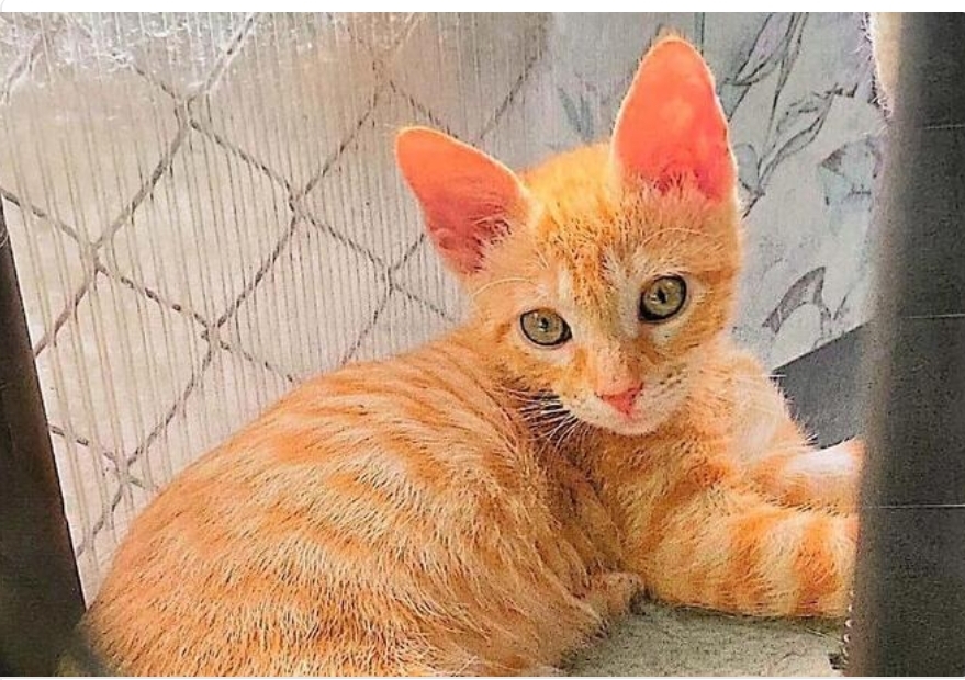 Maltratador de animales gato matar refugio