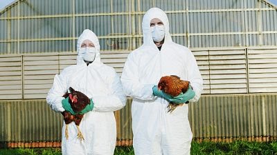 Prohibida la cría de aves de corral al aire libre a partir del próximo lunes, 10 de noviembre. 1