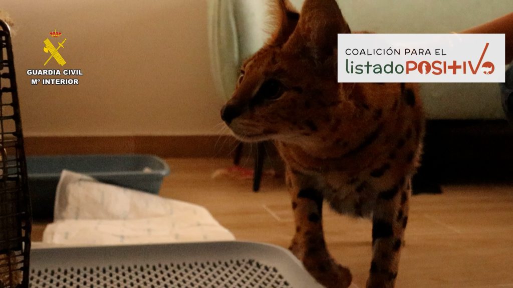 Serval Terra Natura 