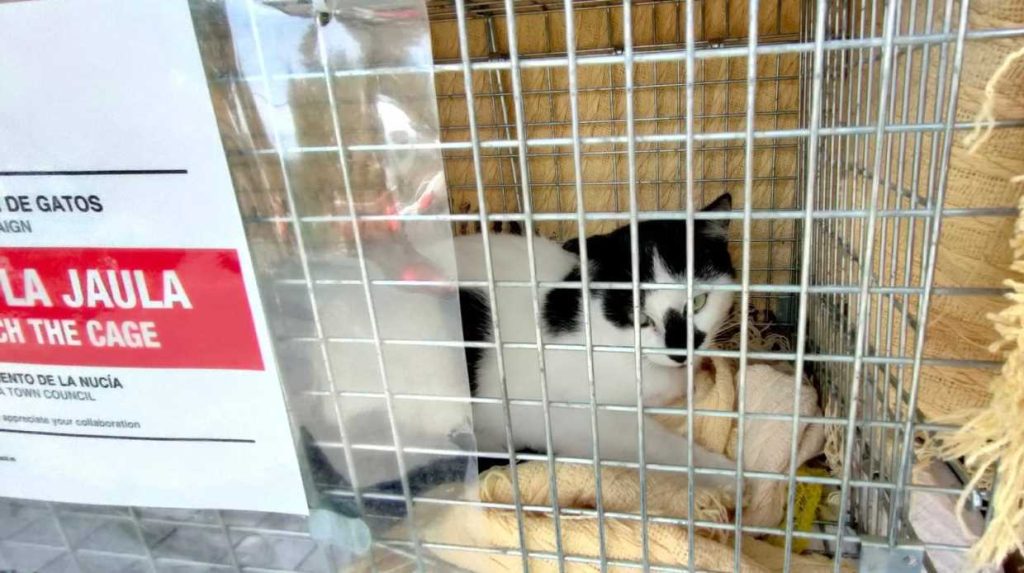 Voluntariado Esterilización de gatos 