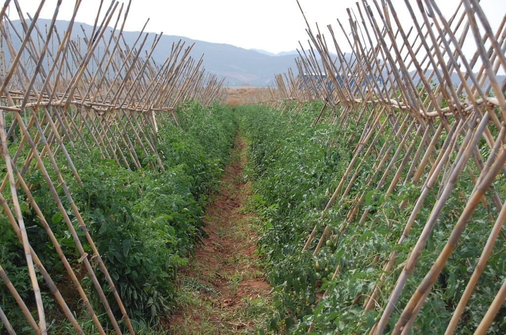 LA UNIÓ reclama igualdad de condiciones para los productores ecológicos valencianos